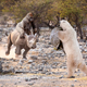 A Silverback Gorilla Riding A White Rhino Into Battle Against A Polar Bear Using A Galápagos Tortoise As A Shield Is Not Possible